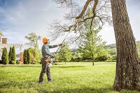 Best Arborist Consultation Services  in Sandia Knolls, NM